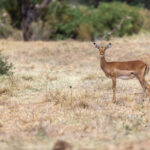2025107期双色球开奖号码精准预测分析 1kef7