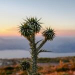 2025083期双色球开奖号码结果查询与公布 27f39dq2