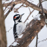 2025091期双色球开奖号码最新公布结果查询 8r937