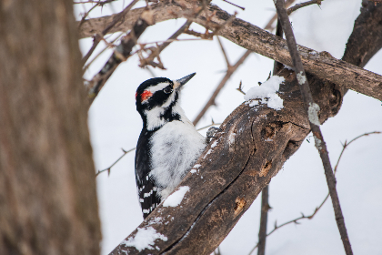 2025091期双色球开奖号码最新公布结果查询