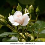 2025093期彩票开奖结果最新公布 beh2a9