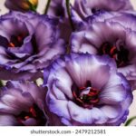 202509期最新开奖结果查询与详细分析 kphbrfi33k