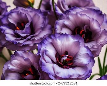 202509期最新开奖结果查询与详细分析