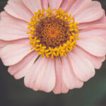 2025113期开奖结果查询与中奖号码公布 mpea4