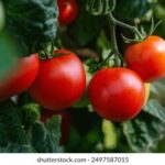 412开奖前与开奖后关键细节全解析 s4b6gc