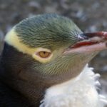 2025100期开奖结果查询与最新号码公布 t8rzc9w84