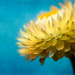 2025099期双色球开奖时间具体安排公布 yy1arqp