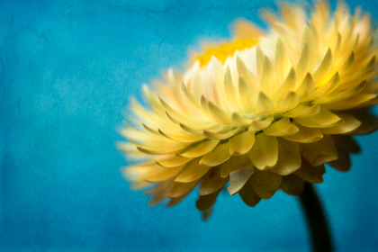 2025099期双色球开奖时间具体安排公布